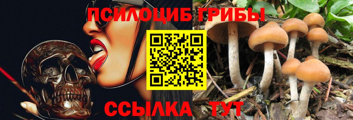 Галлюциногенные грибы Psilocybine cubensis Михайловка